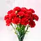 Гвоздики